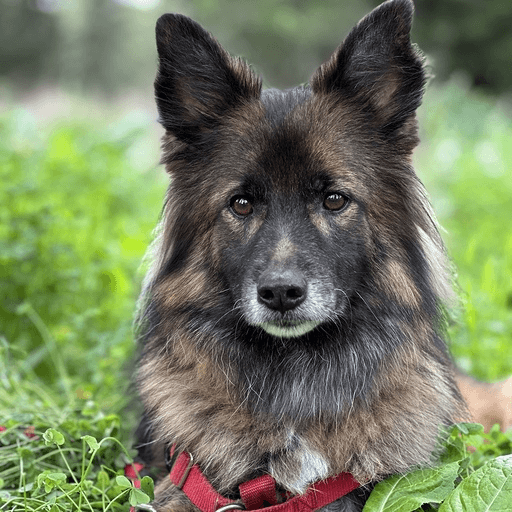 Fig: The four-legged version of Shuni who, while not being much of a coder, is a very good girl